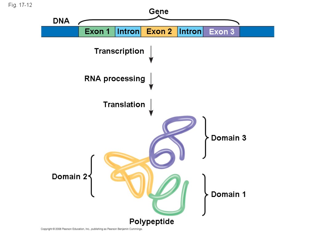 Fig. 17-12 Gene DNA Exon 1 Exon 2 Exon 3 Intron Intron Transcription RNA